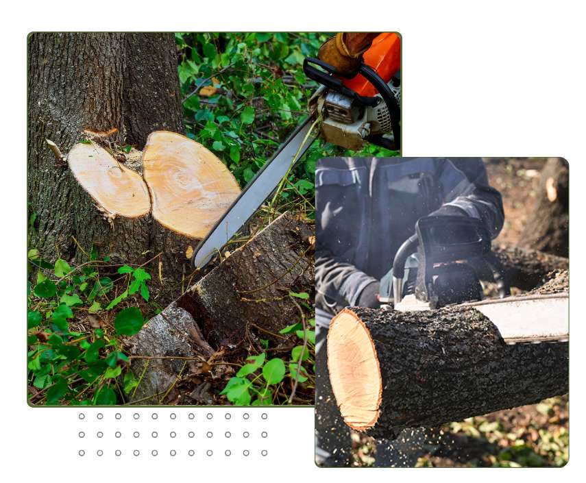 Professionelle Baumfällung mit Seilklettertechnik in Sprockhövel - Baumdienst KRUDA im Einsatz