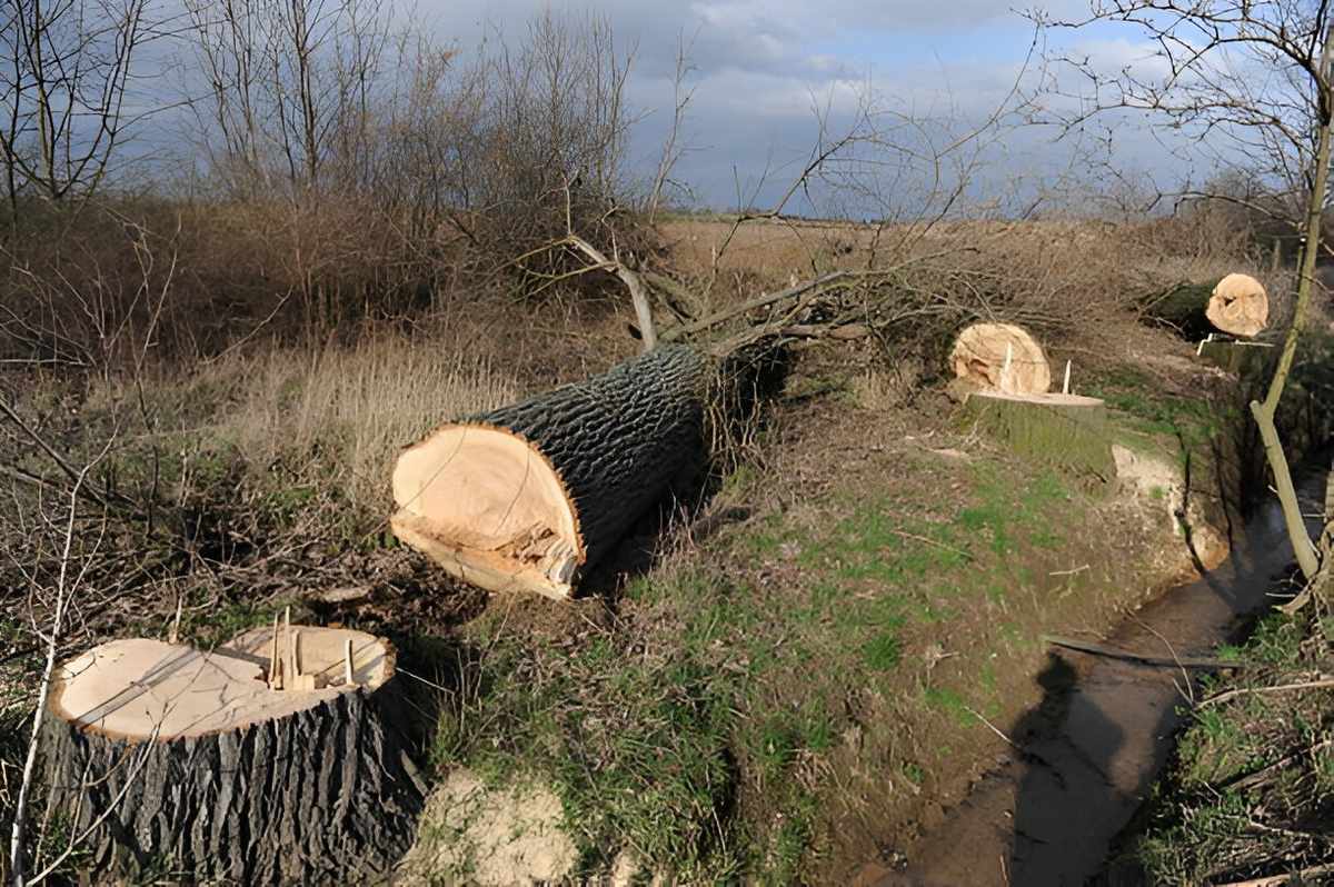 Baumfällung am Stück - Klassische Fälltechnik bei ausreichend Platz